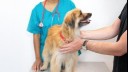 Small fluffy dog being put on a vet's table.