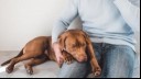 Dog laying on the owner's lap