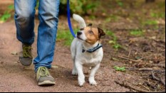 Dog walking with the owner in the forest