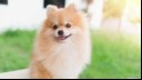 pomeranian spitz smiling