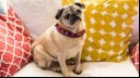 pug sitting on the sofa