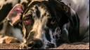 Dog with red eyes laying on its' paw