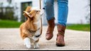 Puppy walking beside owner 