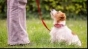 Dog looking up and owner outdoors 