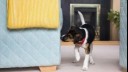 puppy sniffing the corner of a sofa