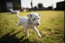 Puppy running in garden 