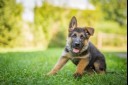 puppy sitting on grass