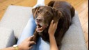 Dog laying on sofa with owner