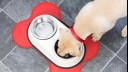 Labrador puppy eating from a bowl