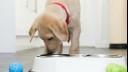 Labrador puppy with red collar eating from a bowl