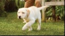 Labrador puppy walking in a garden.