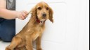 puppy being brushed before a bath