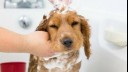 puppy having shampoo rubbed on head