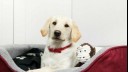 Puppy sitting in bed with a toy