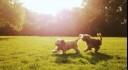 Dogs running in a field