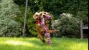 puppy running with a rope toy