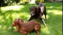 Puppy and older dog playing in the garden