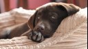 chocolate labrador puppy lying in a bed