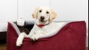 puppy in bed