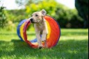 Puppy outside playing in a tunnel