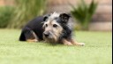 senior dog outside in garden