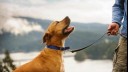 brown dog on lead looking up at owner