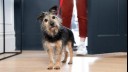 senior dog standing by door ready to go out