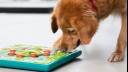 senior golden retriever playing with brain puzzle