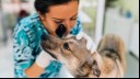 Vet checking a dog's eye